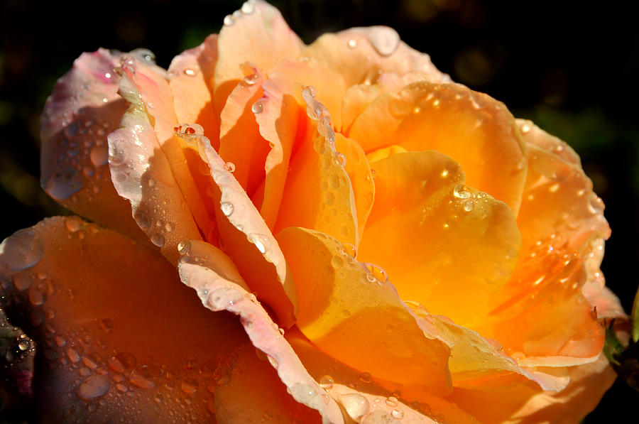Rose Photograph - Dewdrops on Rose Petals by Lyle  Huisken
