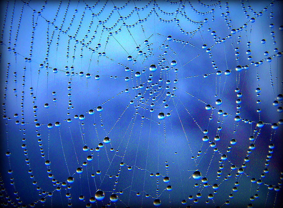 Dewed Web II Photograph by Susie Weaver