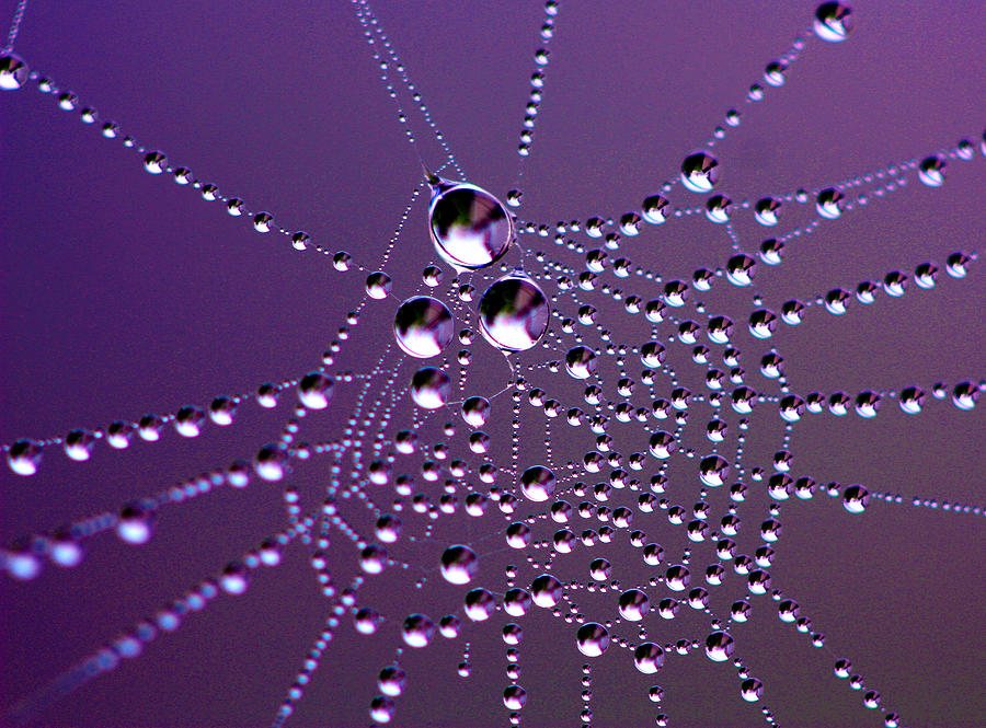 Dewed Web Photograph by Susie Weaver