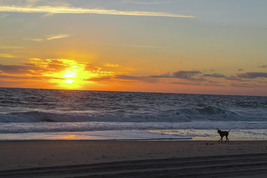 Dewey Beach And Dog Photograph