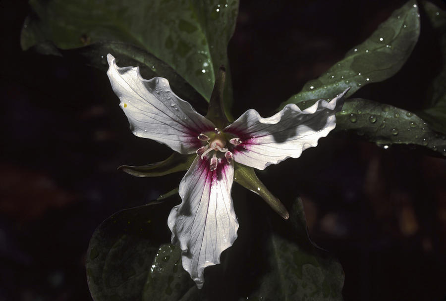 Spring Photograph - Dewey Painted Trillium by Sally Weigand