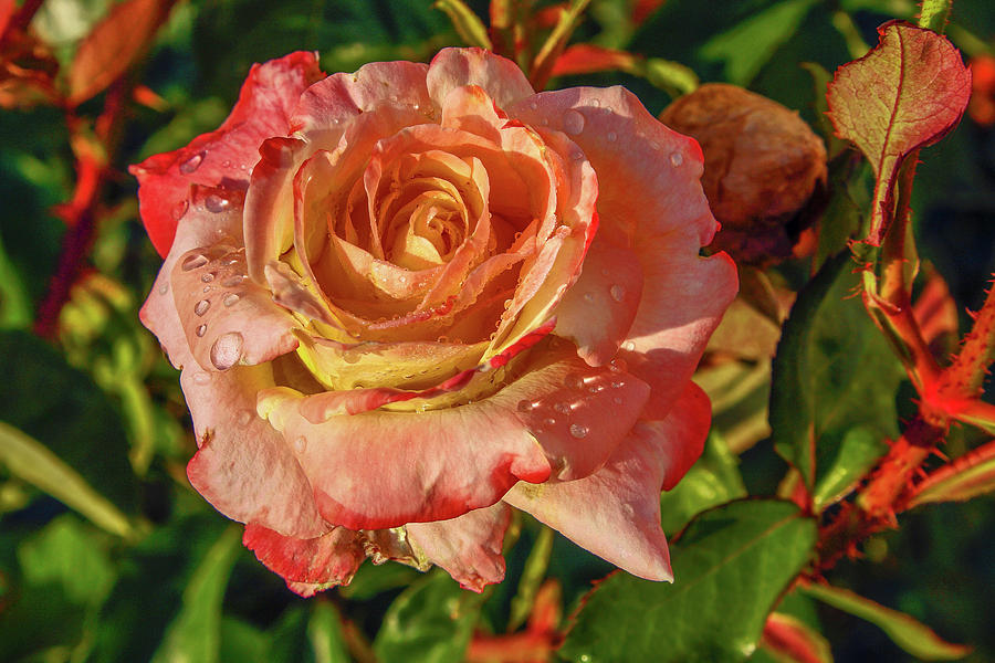 Dewey Rose Photograph by Sally Weigand