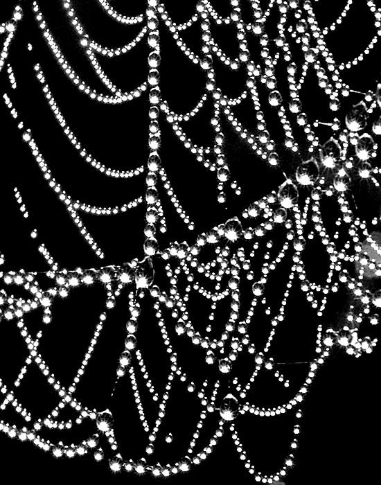 Spiderwebs Photograph - Dewey Spiderweb by David Nicely 