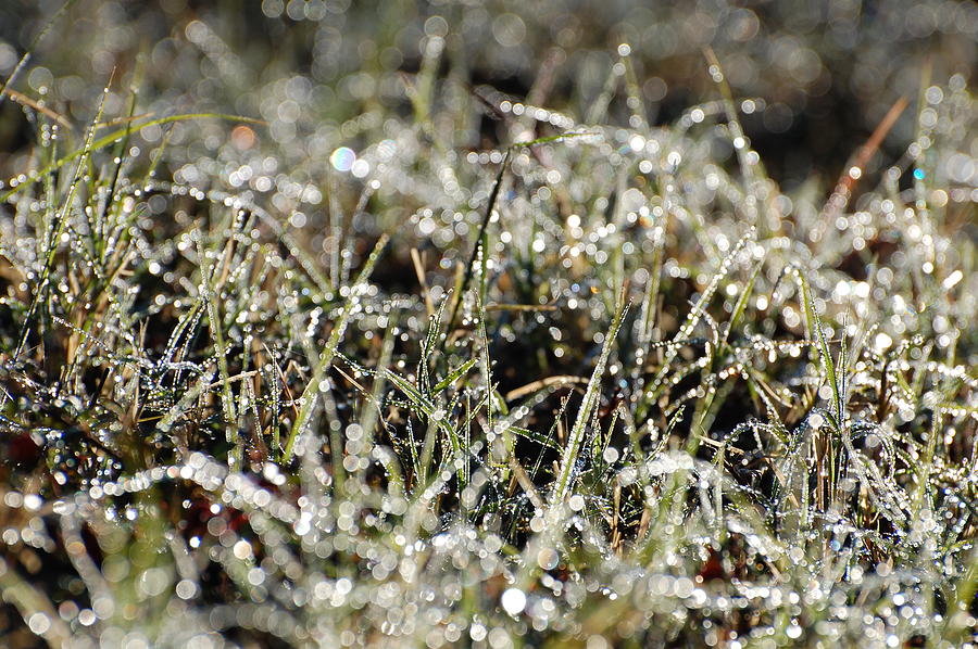DewGrass Photograph by Jean Booth
