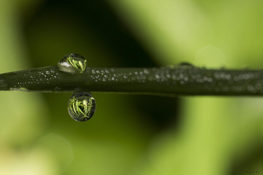 Dews of life Photograph by Raymund Tan - Fine Art America