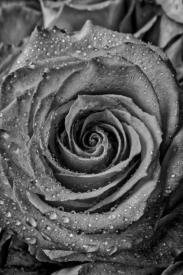 Dewy Black And White Rose Photograph by Garry Gay