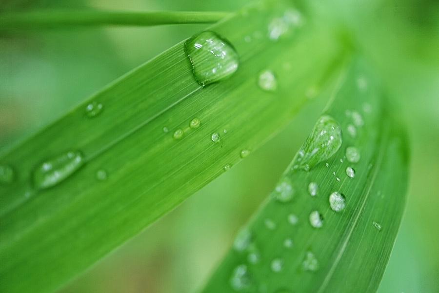Nature Photograph - Dewy Blades by Fara Shehee
