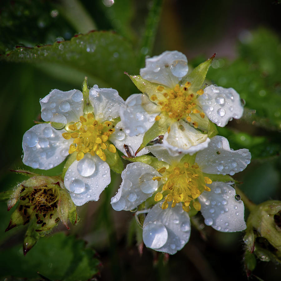 Dewy Blossoms  Photograph by David Heilman