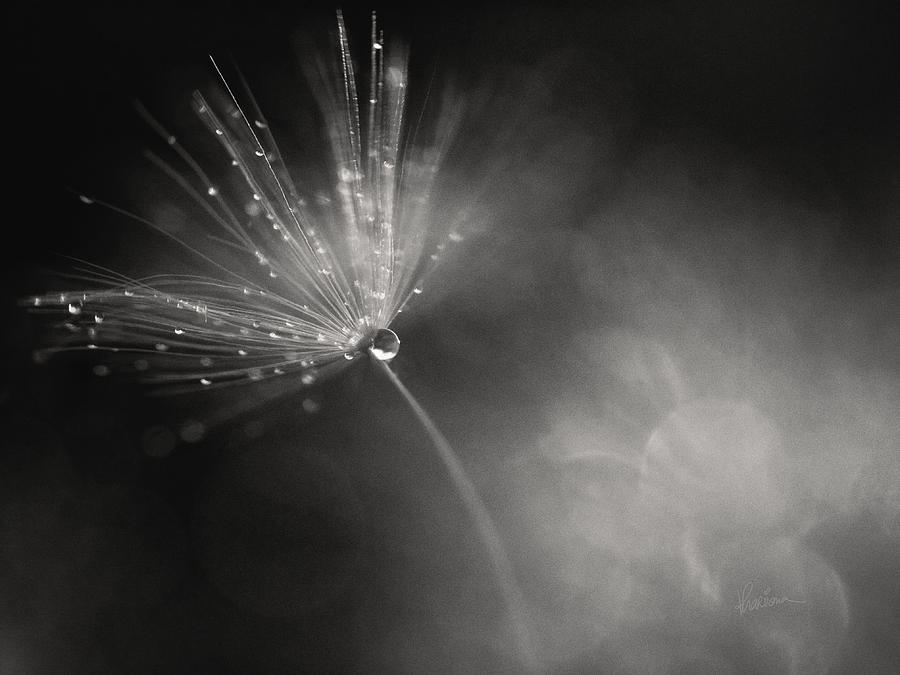 Backdrop Photograph - Dewy Dandelion Fireworks by Kharisma Sommers Backdrop Photograph - Dewy Dandelion Fireworks by Kharisma Sommers