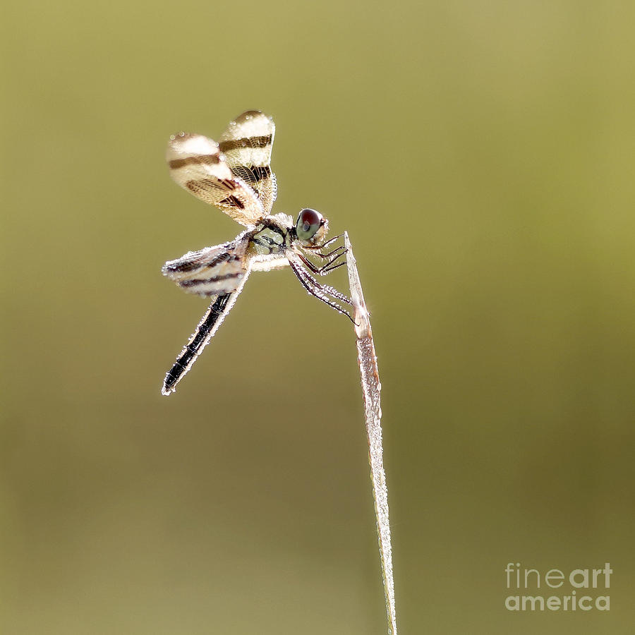 Insects Photograph - Dewy Dragonfly by Patrick Lynch