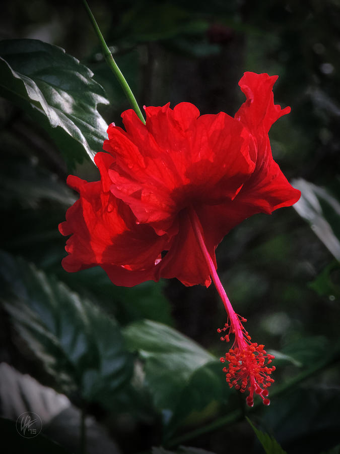 Flower Photograph - Dewy Hibiscus Macro 001 by Lance Vaughn