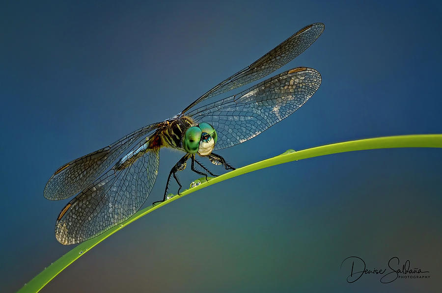 Dewy Morning Dragonfly signed  Photograph by Denise Saldana