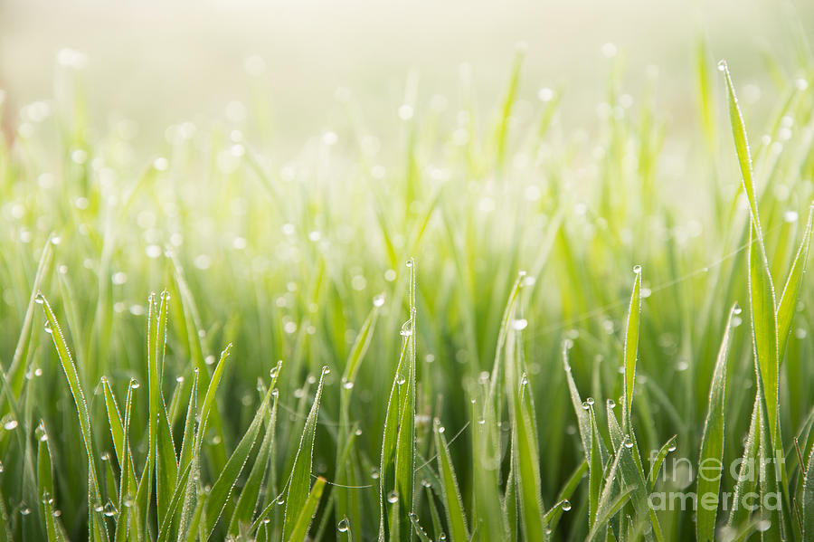 Dewy Morning Grass Photograph by Sari ONeal