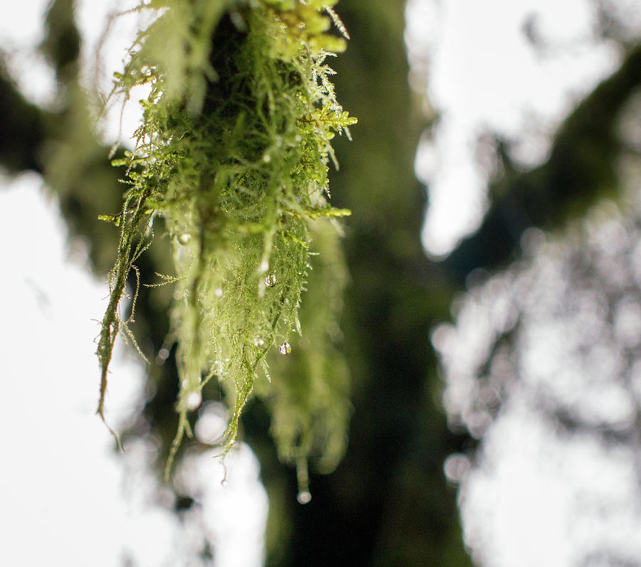 Dew Photograph - Dewy Moss by Trance Blackman Dew Photograph - Dewy Moss by Trance Blackman