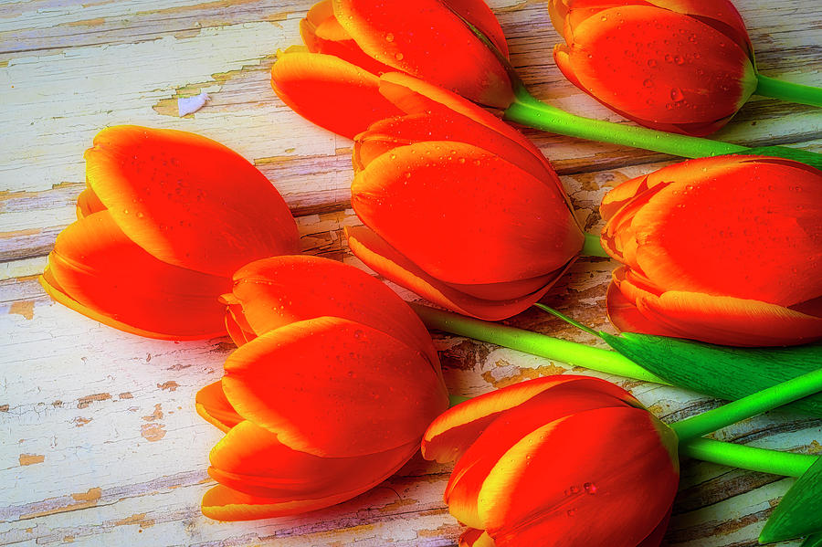 Dewy Orange Moody Tulips Photograph by Garry Gay