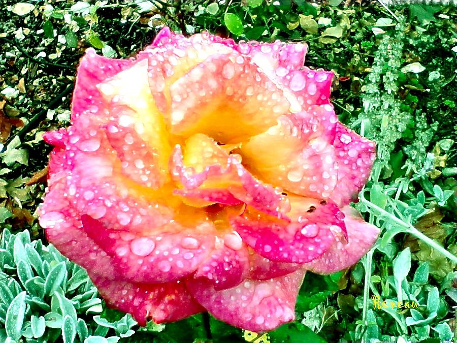 Dewy Pink  - Yellow Rose Photograph by A L Sadie Reneau