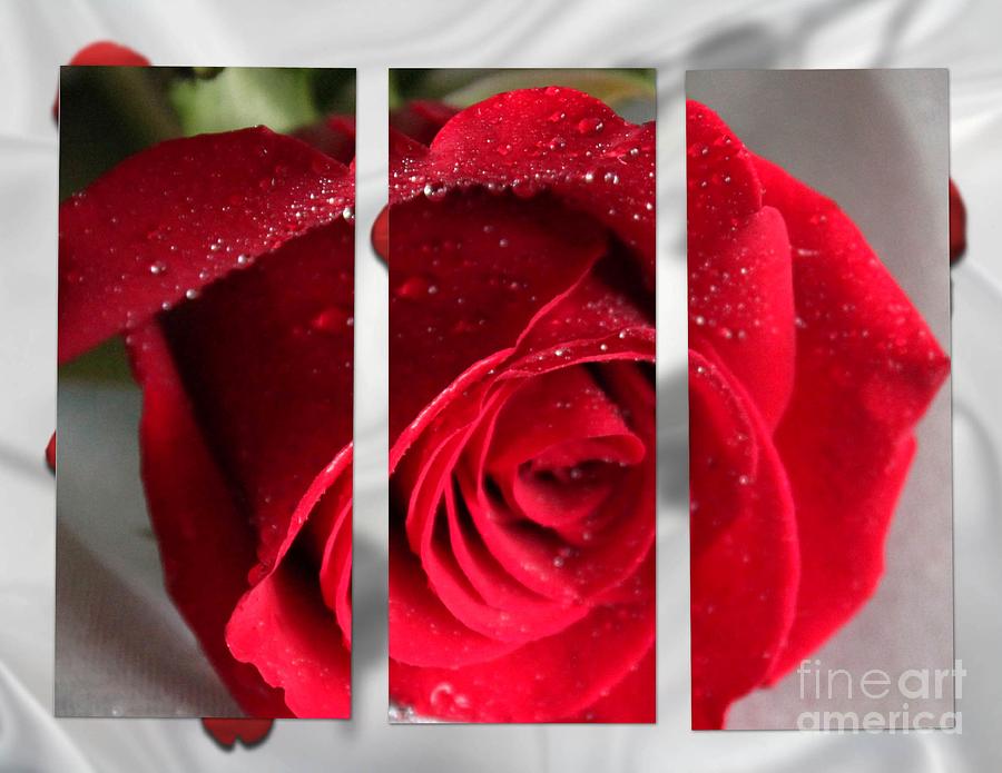Dewy Red Rose and Rose Petals Photograph by Rita Brown