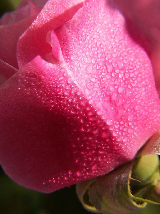 Dewy Rose Photograph by Amy Fose