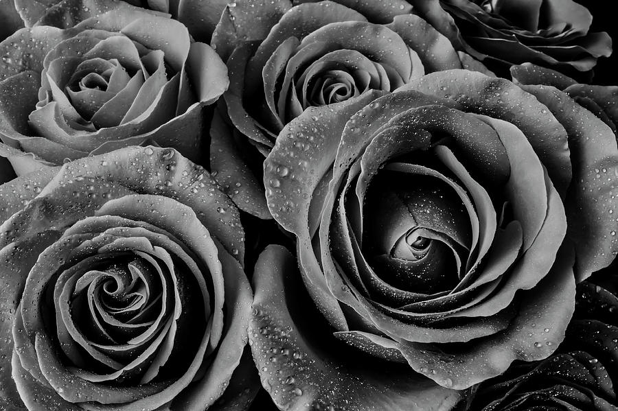 Dewy Rose Bouquet In Black And White Photograph by Garry Gay