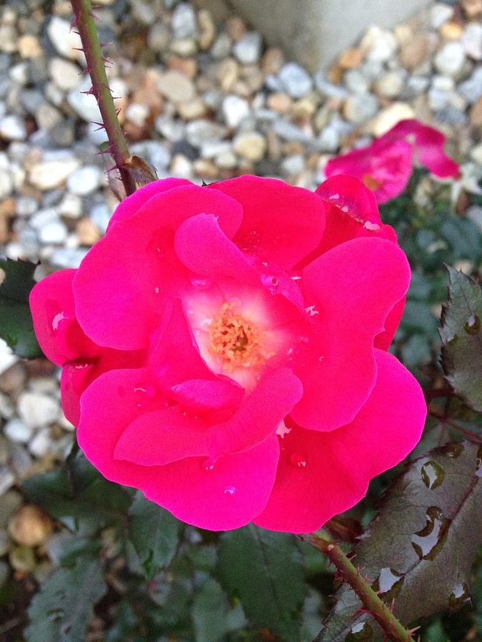 Dewy Rose Photograph by Diane Dobrowolski | Fine Art America