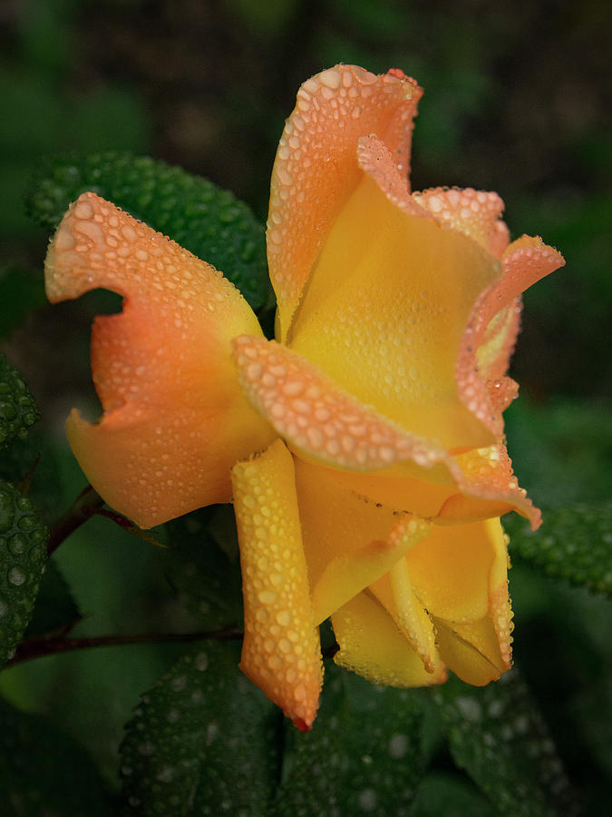 Dewy Rose Photograph by Jean Noren