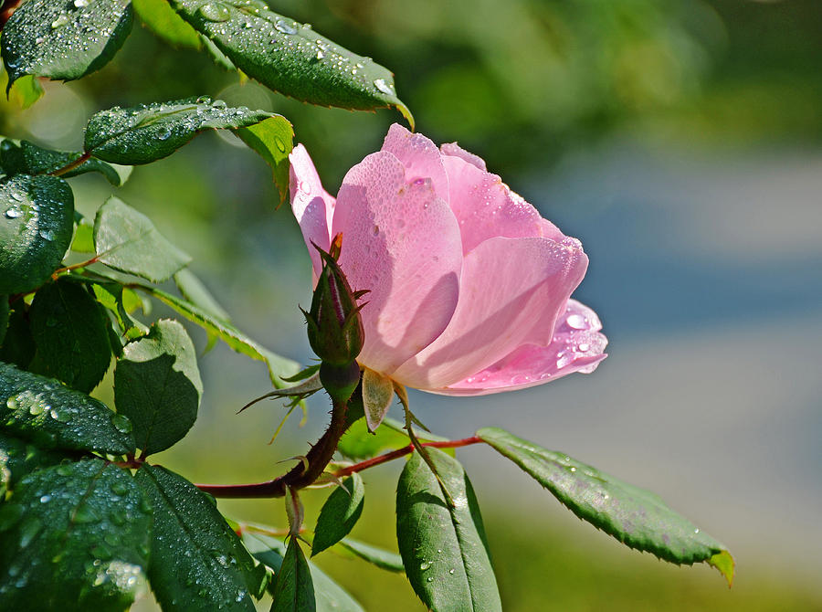 Dewy Rose Photograph by Linda Brown