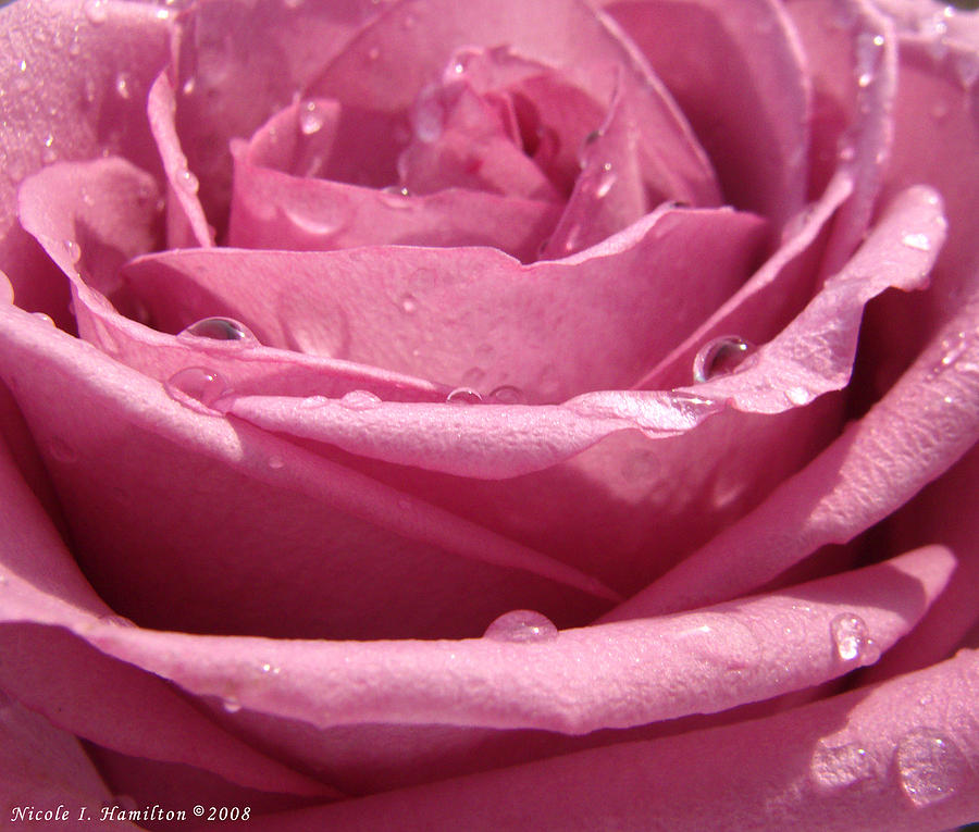 Flower Photograph - Dewy Rose by Nicole I Hamilton