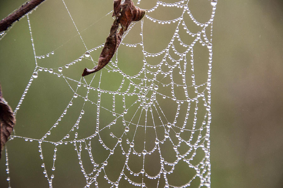 в паутине обмана. капиллярная паутина. паутина в аквариуме. в паутине обмана. запутался в сетях.