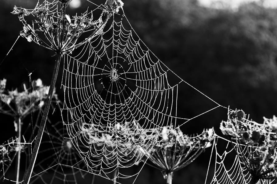 Dewy spider's web by David Isaacson Dewy spider's web by David Isaacson
