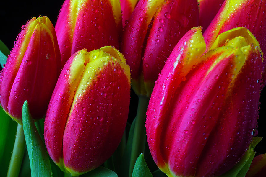 Tulip Photograph - Dewy Tulips by Garry Gay