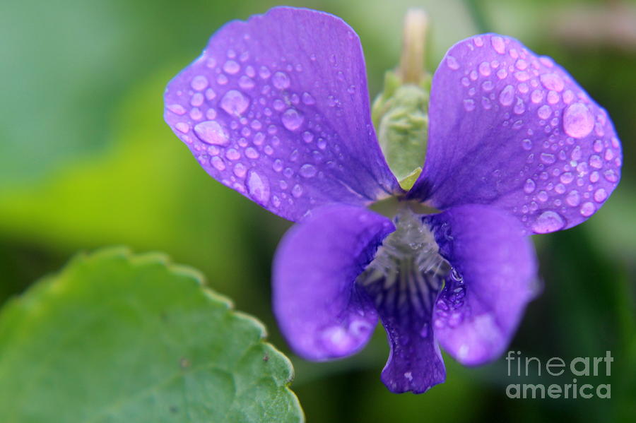 Dewy Violet Photograph by Hanni Stoklosa