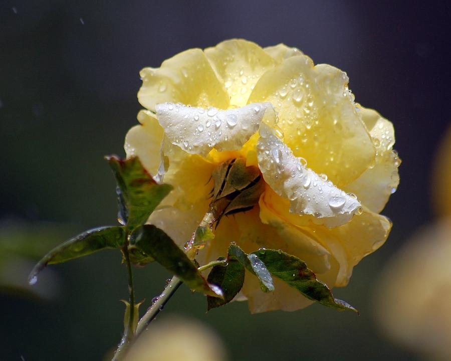 Dewy Yellow Rose 1 Photograph by Amy Fose