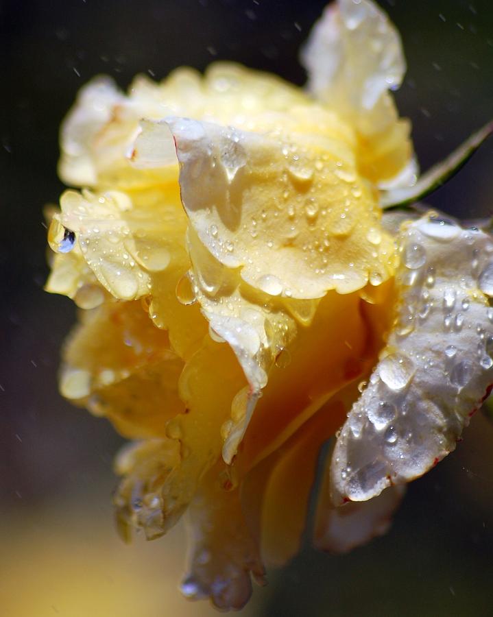 Dewy Yellow Rose 2 Photograph by Amy Fose