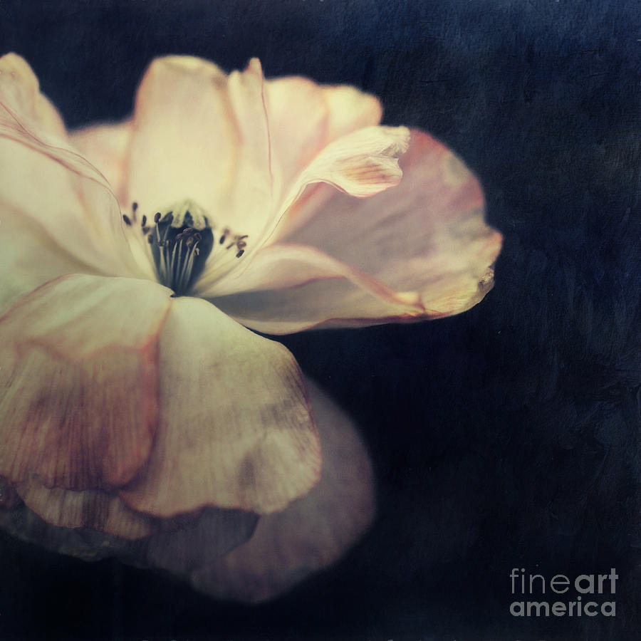 Poppy Photograph - Light in the dark by Priska Wettstein