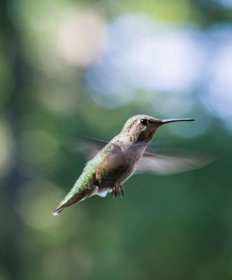 Hummingbird in Flight 3 Photograph by Marilyn Wilson