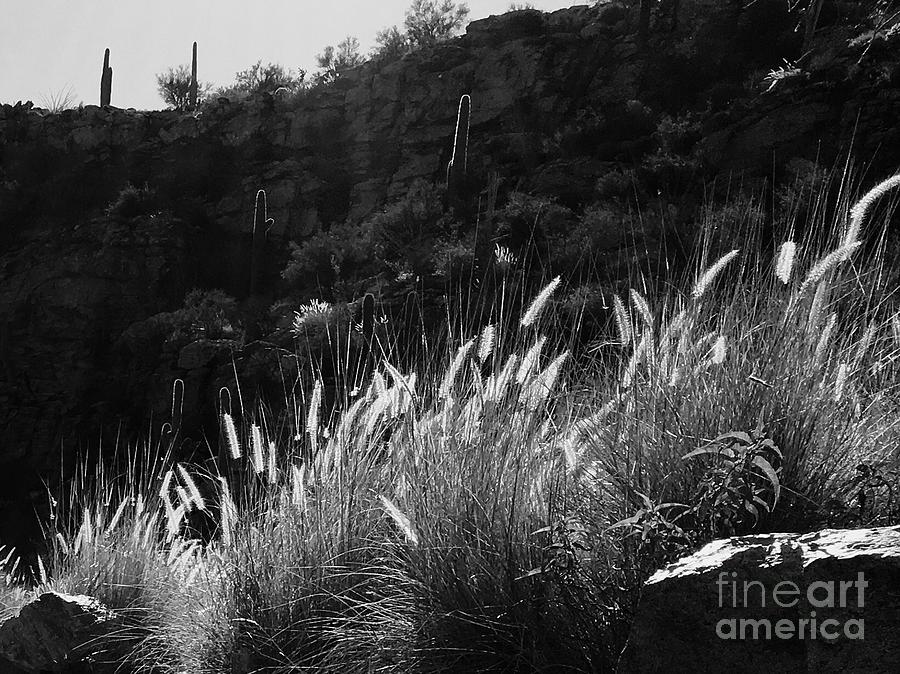 Nature Photograph - Diagonal Grasses by Marie Webb