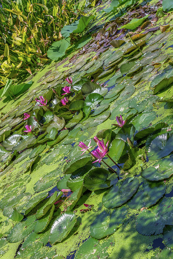Diagonal Water Lilies Photograph by Roslyn Wilkins