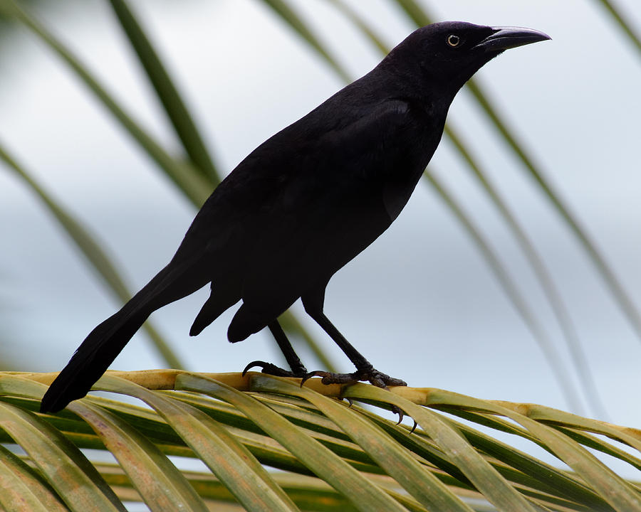 Diagonals -- Carib Grackle at Millet Bird Sanctuary, St. Lucia Photograph by Darin Volpe
