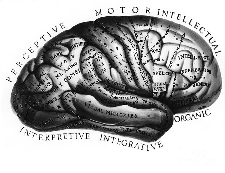 Diagram Of Brain Functions Photograph by Omikron