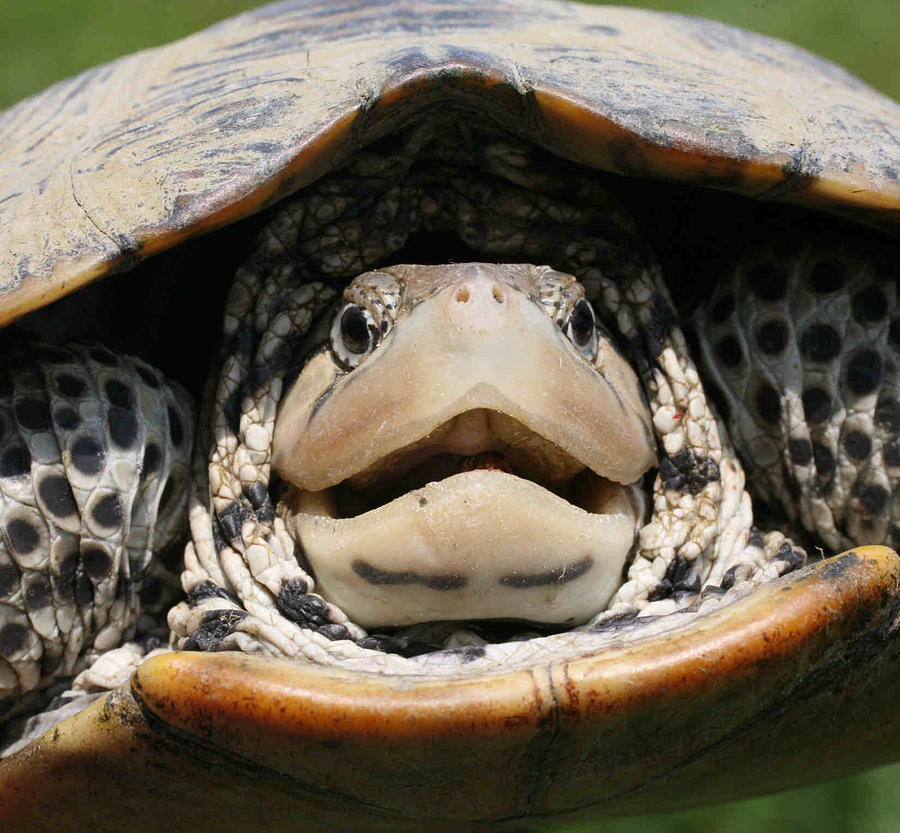 Diamond-Backed Terrapin Portrait Photograph by Matt Cormons - Fine Art ...