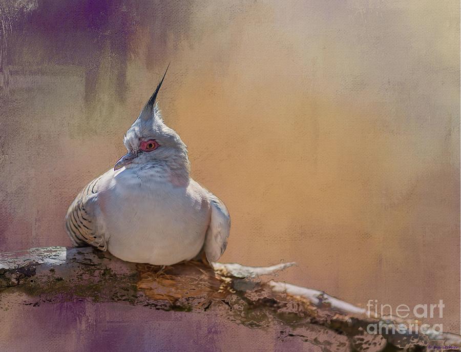 Bird Photograph - Crested Pigeon by Eva Lechner