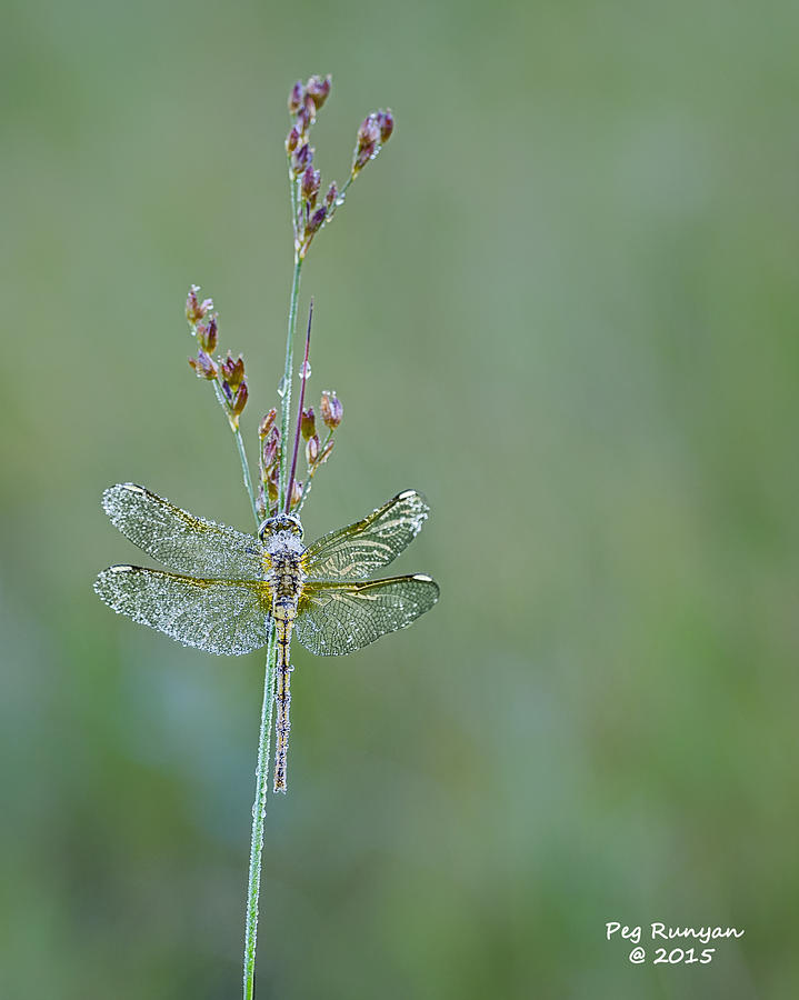 Diamond Dragonfly Photograph by Peg Runyan