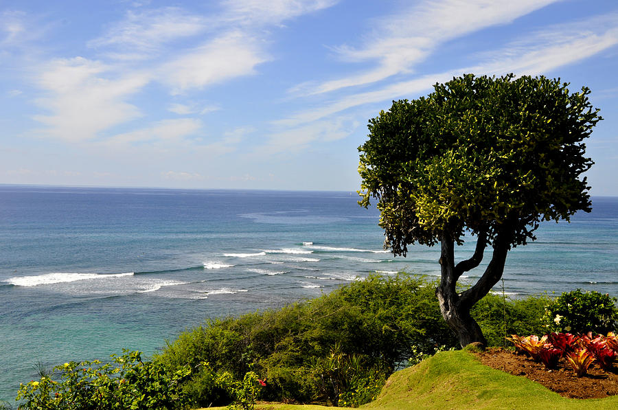 Diamond Head Tree Photograph by Andrew Dinh