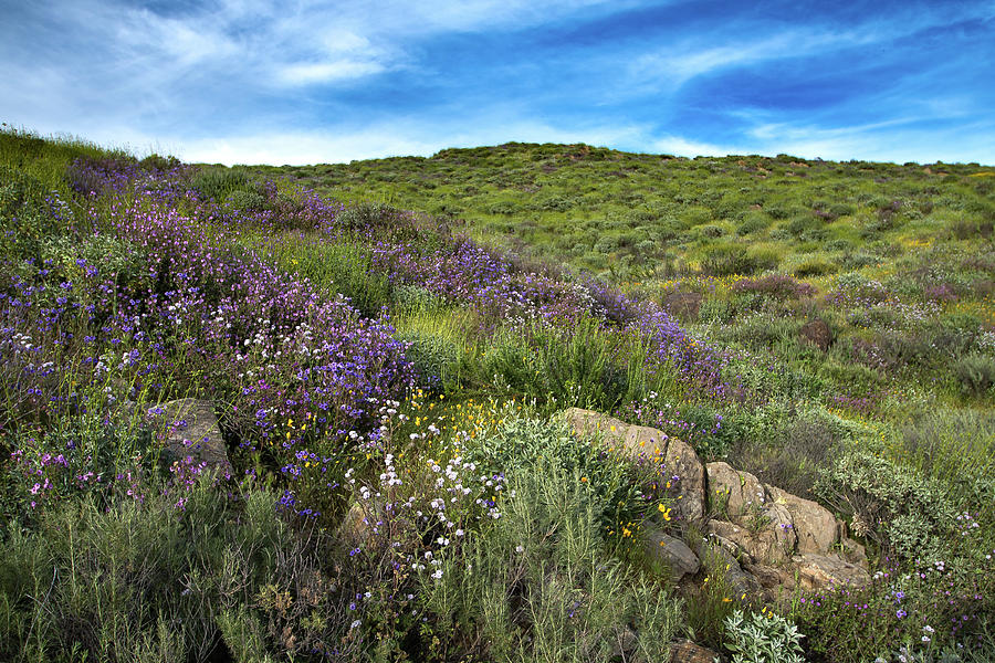 Diamond Lake Flowers Photograph by Matt Halvorson Diamond Lake Flowers Photograph by Matt Halvorson