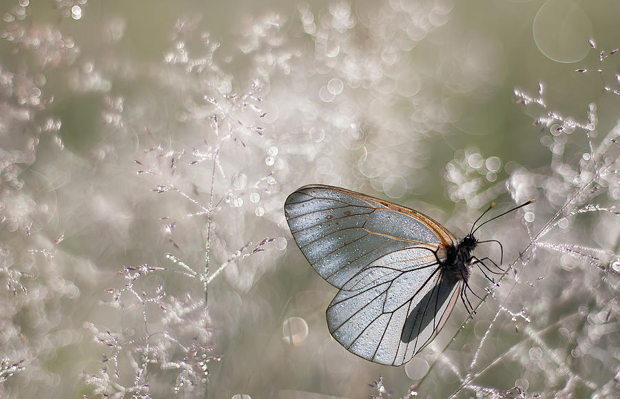 Butterfly Photograph - Diamond Morning by Peter Bognar