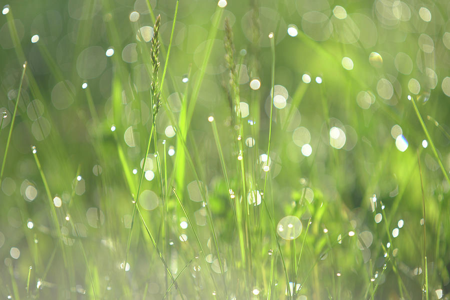 Diamond Sparkles. Green World Photograph by Jenny Rainbow