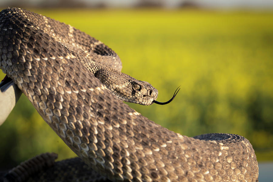 Diamondback And Canola Field Photograph By Chris Harris - Pixels