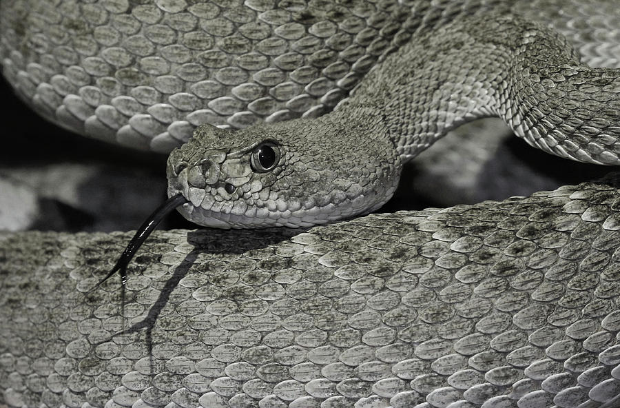 Diamondback Photograph by Christina Boggs - Fine Art America