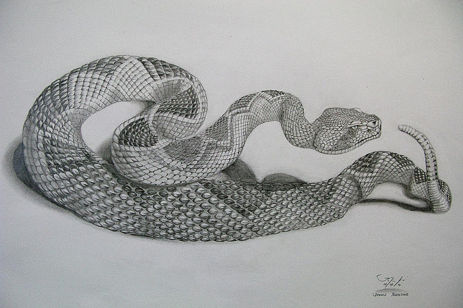Diamondback Rattlesnake Drawing - Diamondback by Dennis Tolentino.