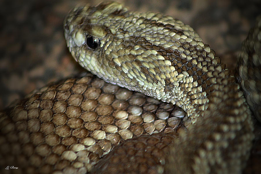 Diamondback Photograph by Gayle Berry - Fine Art America